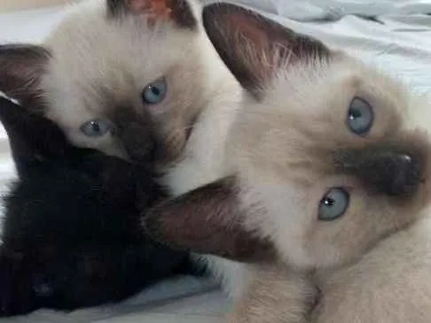 Gato ra a Siamês idade Abaixo de 2 meses nome Sem nomes.
