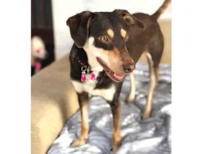 Cachorro raça Srd idade  nome Julinha