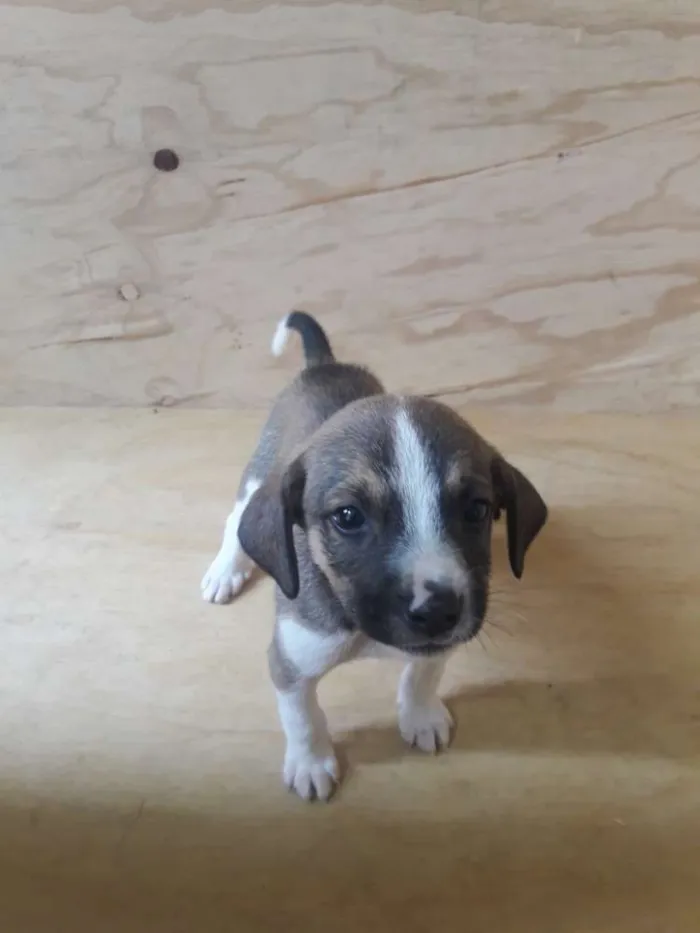 Cachorro ra a SRD idade Abaixo de 2 meses nome Filhotes