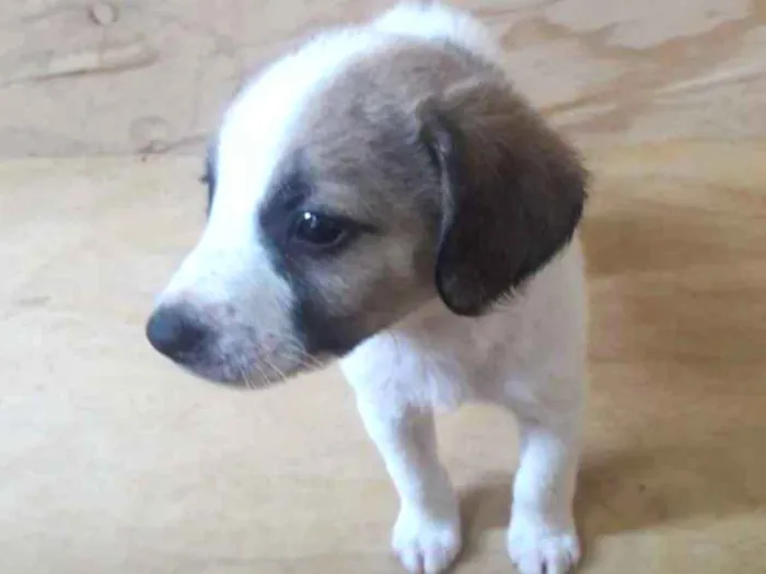 Cachorro ra a SRD idade Abaixo de 2 meses nome Filhotes
