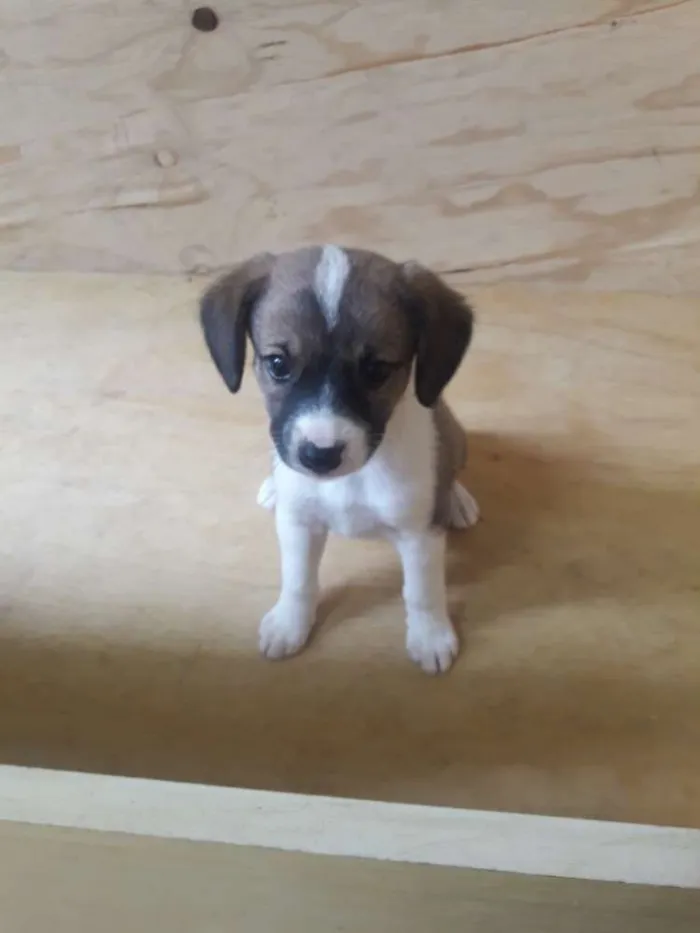 Cachorro ra a SRD idade Abaixo de 2 meses nome Filhotes 