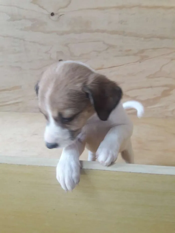 Cachorro ra a SRD idade Abaixo de 2 meses nome Filhotes 