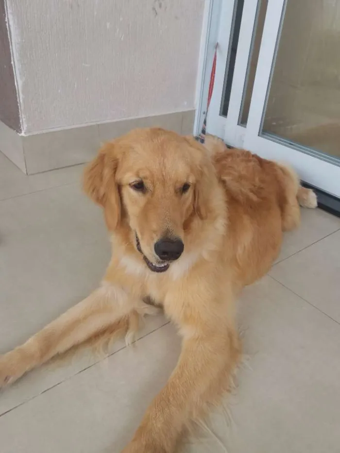 Cachorro ra a Golden Retriever idade 1 ano nome Simba