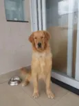 Simba