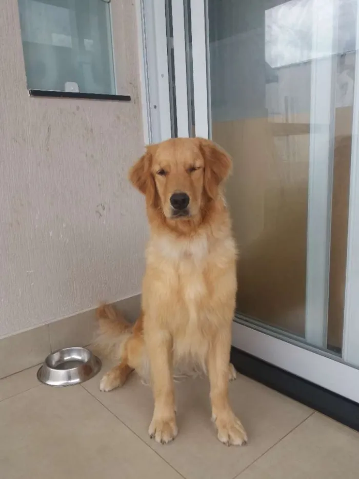 Cachorro ra a Golden Retriever idade 1 ano nome Simba