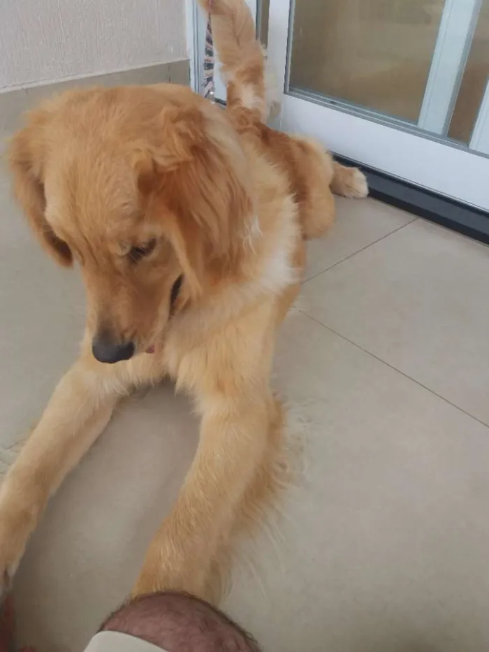 Cachorro ra a Golden Retriever idade 1 ano nome Simba
