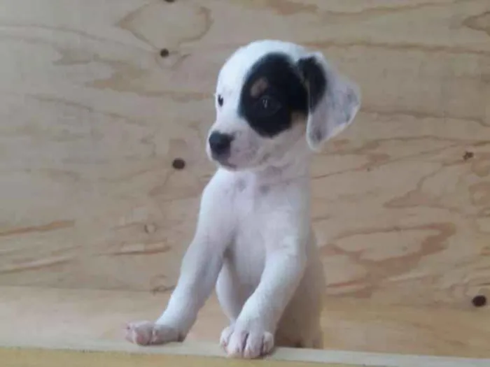 Cachorro ra a SRD idade Abaixo de 2 meses nome Filhotes 