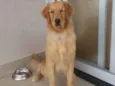 Simba