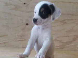 Cachorro raça SRD idade Abaixo de 2 meses nome Filhotes 