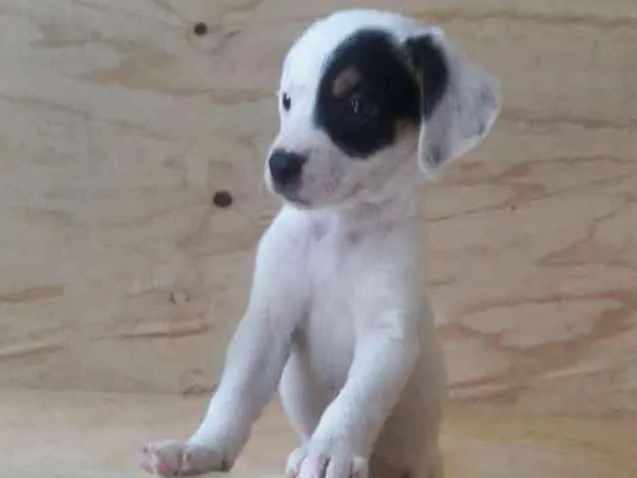 Cachorro ra a SRD idade Abaixo de 2 meses nome Filhotes 