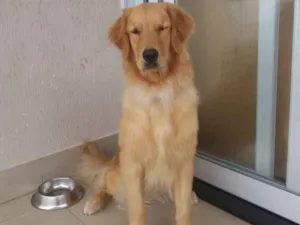 Cachorro raça Golden Retriever idade 1 ano nome Simba