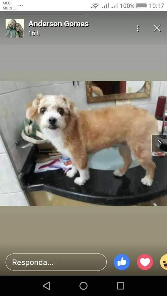 Cachorro ra a Poodle, shih tzu idade 5 anos nome Manu
