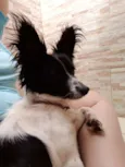 BILUZINHA