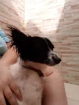 BILUZINHA
