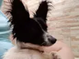 BILUZINHA