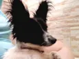 BILUZINHA