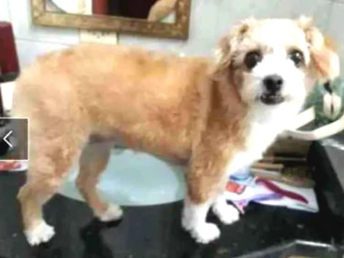 Cachorro ra a Poodle, shih tzu idade 5 anos nome Manu
