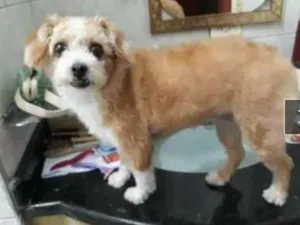 Cachorro raça Poodle, shih tzu idade 5 anos nome Manu
