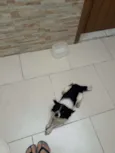 BILUZINHA