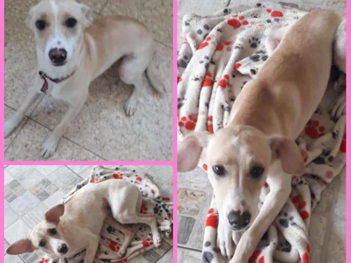 Cachorro ra a Indefinida  idade 7 a 11 meses nome Paçoca 