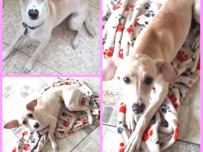 Cachorro ra a Indefinida  idade 7 a 11 meses nome Paçoca 