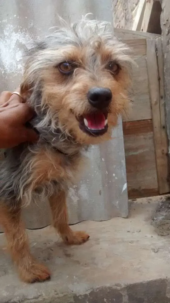 Cachorro ra a Pinther com poodo idade 1 ano nome Guto