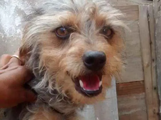 Cachorro ra a Pinther com poodo idade 1 ano nome Guto
