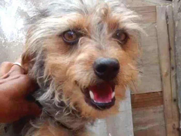 Cachorro ra a Pinther com poodo idade 1 ano nome Guto