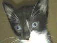 Tom