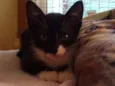 Tom