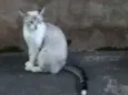 Gato