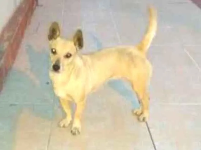 Cachorro ra a VIRALATA idade 3 anos nome BELINHA