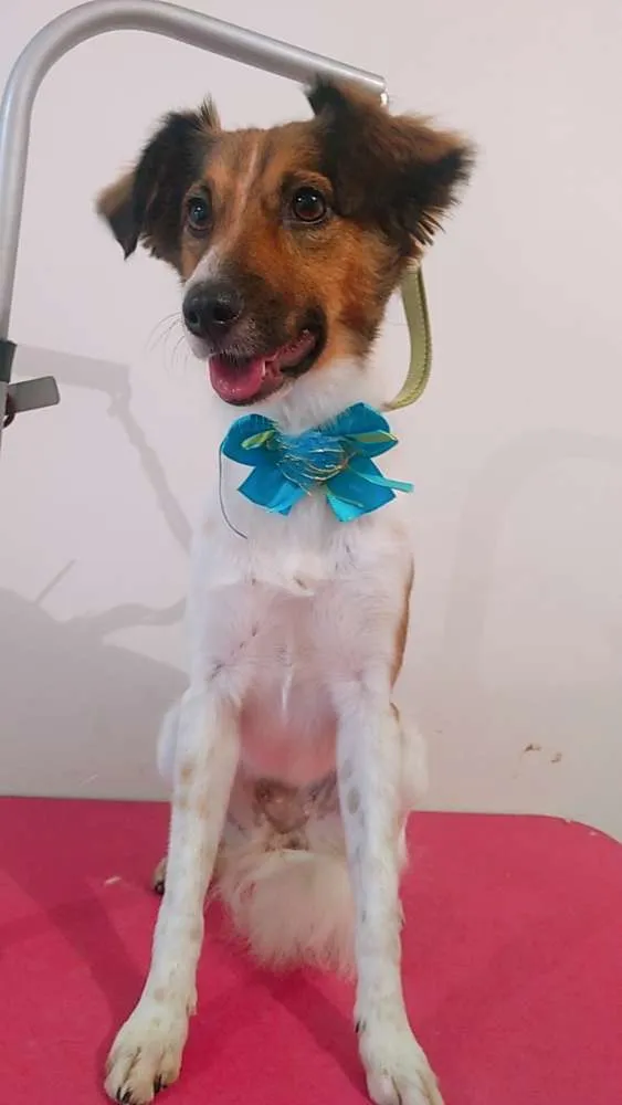 Cachorro ra a VR idade 3 anos nome Mel