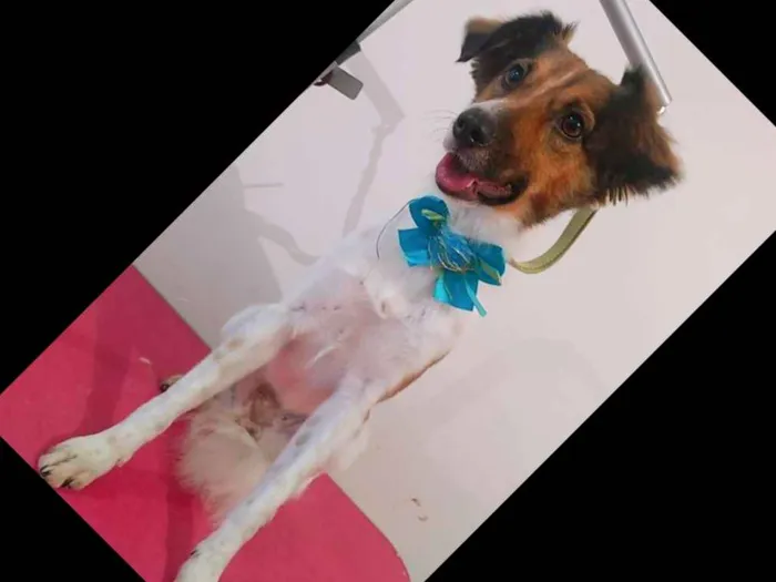 Cachorro ra a VR idade 3 anos nome Mel