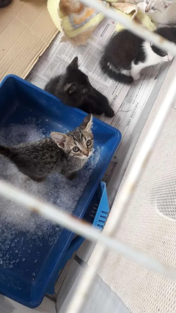 Gato ra a Raça  indefinida  idade 2 a 6 meses nome Não tem nome 