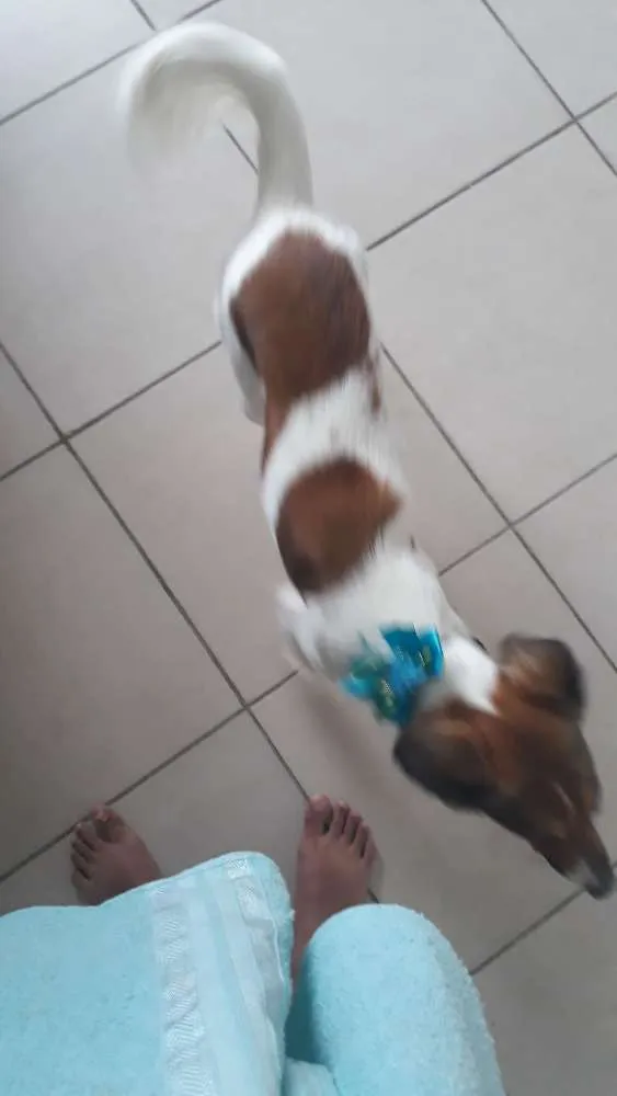 Cachorro ra a VR idade 3 anos nome Mel