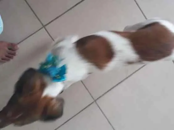 Cachorro ra a VR idade 3 anos nome Mel