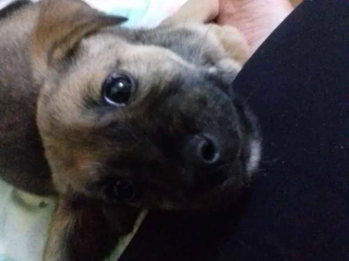 Cachorro ra a Srd idade 2 a 6 meses nome Pequerrucho