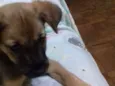 Pequerrucho