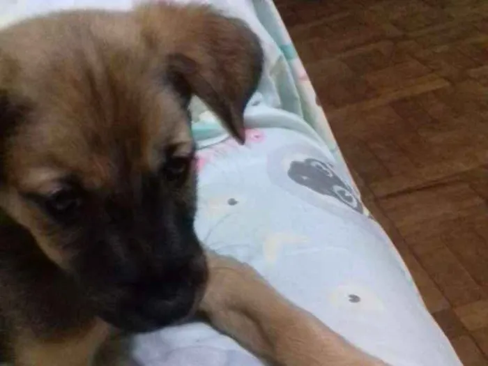 Cachorro ra a Srd idade 2 a 6 meses nome Pequerrucho