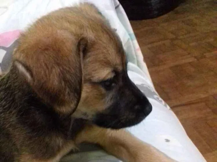 Cachorro ra a Srd idade 2 a 6 meses nome Pequerrucho