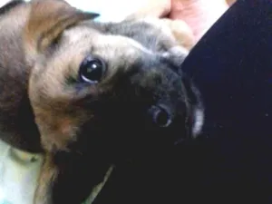 Cachorro raça Srd idade 2 a 6 meses nome Pequerrucho