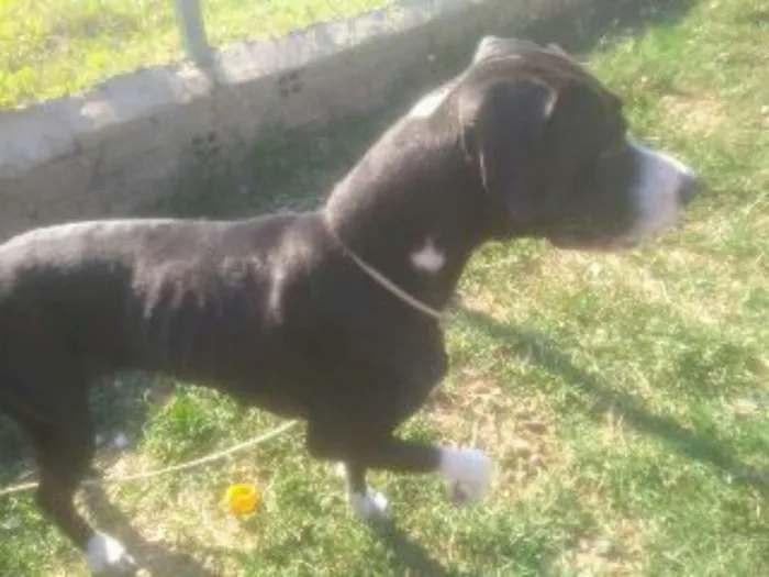 Cachorro ra a boxer/buldogue idade 4 anos nome dandara
