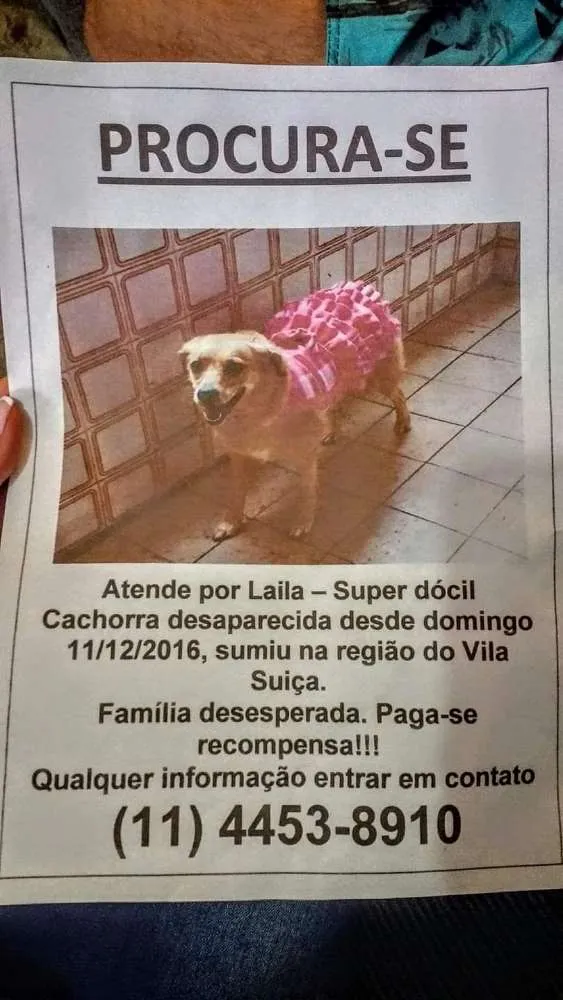 Cachorro ra a Srd idade 6 ou mais anos nome Laila 