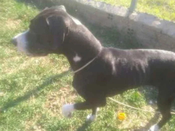 Cachorro ra a boxer/buldogue idade 4 anos nome dandara