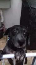 Floquinho