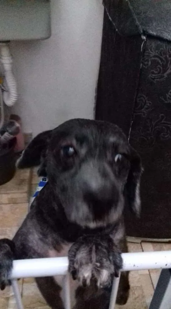 Cachorro ra a podle idade 6 ou mais anos nome Floquinho