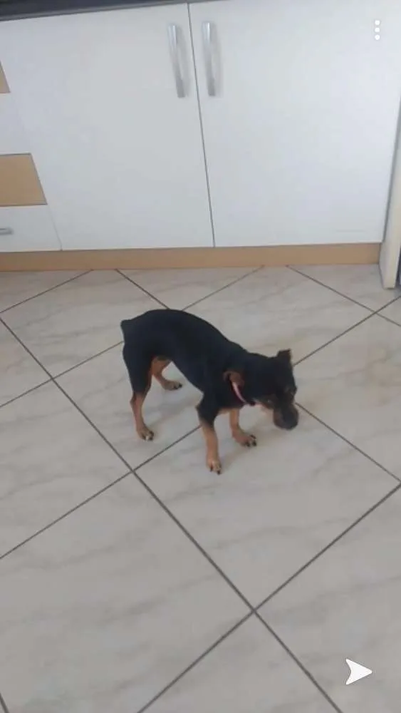Cachorro ra a Pintsher misturado idade 6 ou mais anos nome Pitu