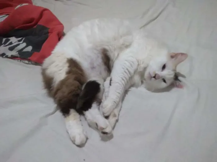 Gato ra a Crd idade 6 ou mais anos nome Kinha