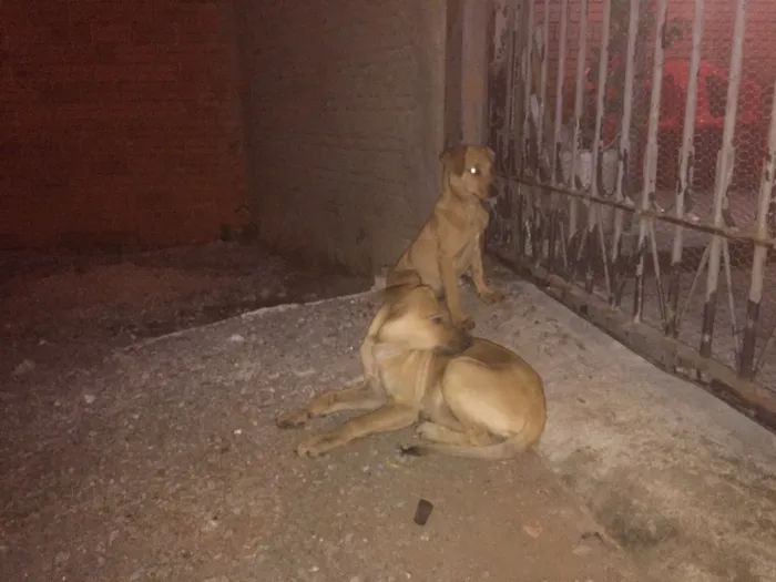 Cachorro ra a Vira lata idade 2 a 6 meses nome Não tem 